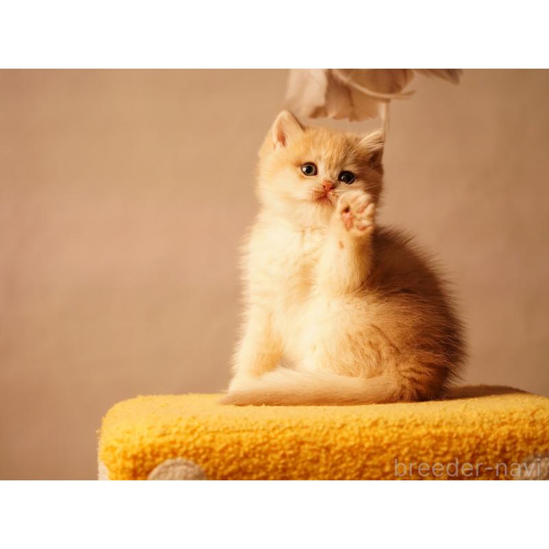 販売中の千葉県のブリティッシュショートヘア-133420の2枚目