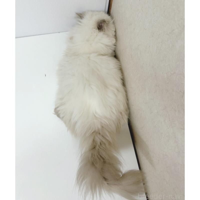 販売中の東京都のヒマラヤン-126389の7枚目