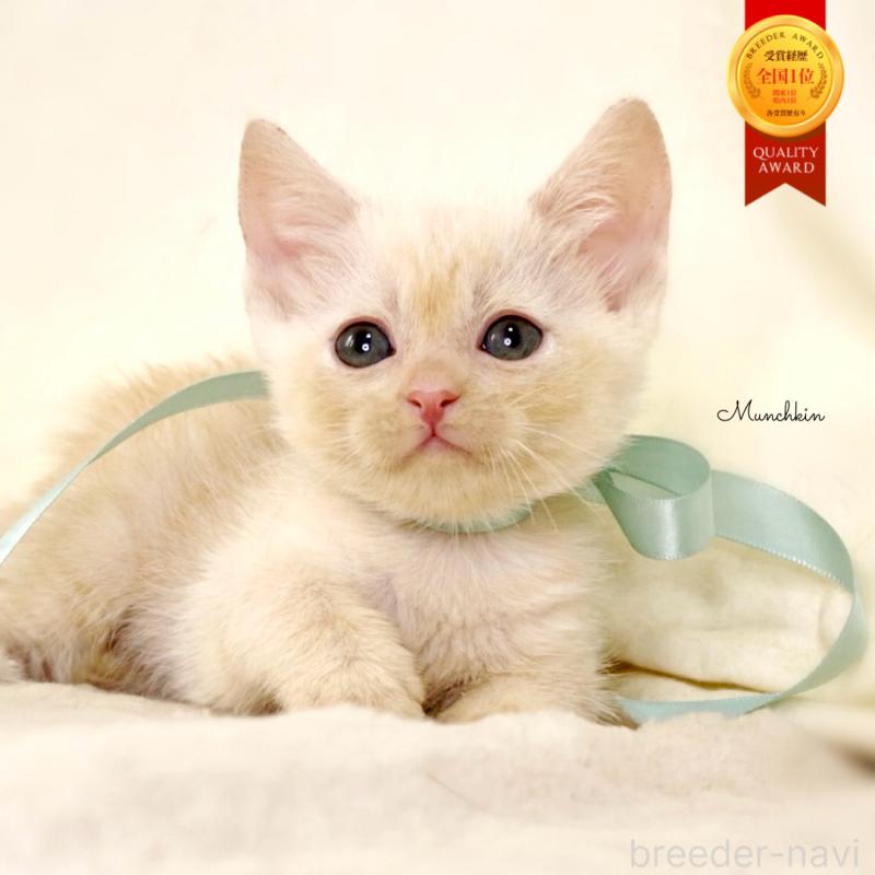 販売中の栃木県のマンチカン-132975