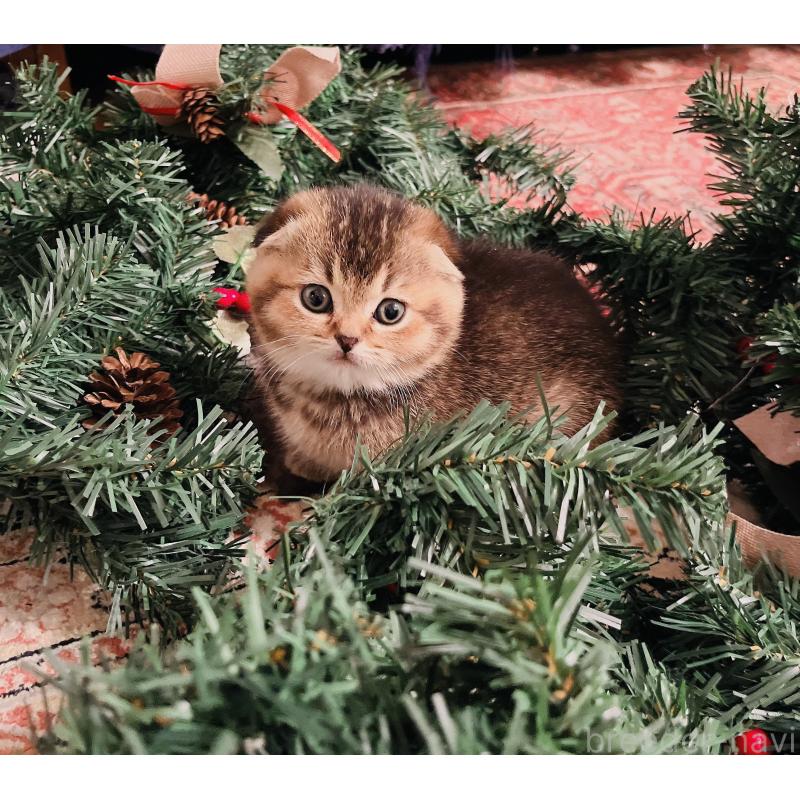 販売中の福岡県のスコティッシュフォールド(折れ耳)-133207の11枚目