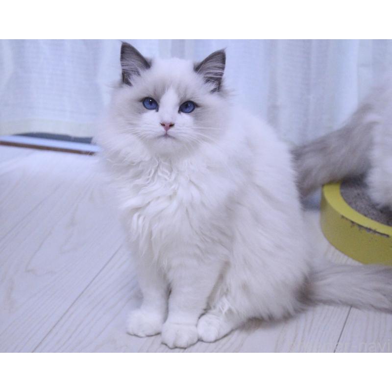 販売中の山梨県のラグドール-128444の10枚目