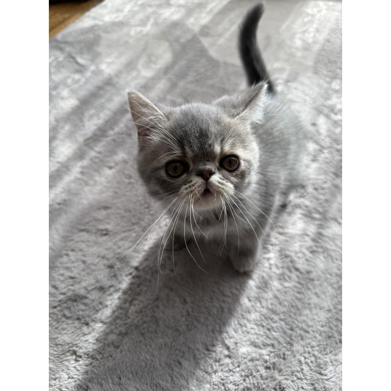 販売中の京都府のエキゾチックショートヘア-133422の5枚目