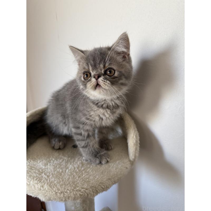 販売中の京都府のエキゾチックショートヘア-133422の3枚目