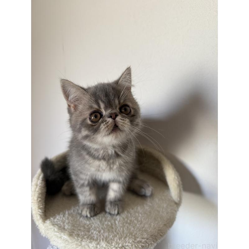 販売中の京都府のエキゾチックショートヘア-133422の2枚目