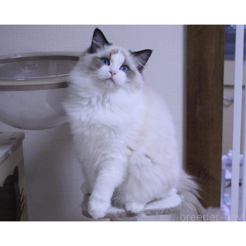 商談中の山梨県のラグドール-124577の7枚目