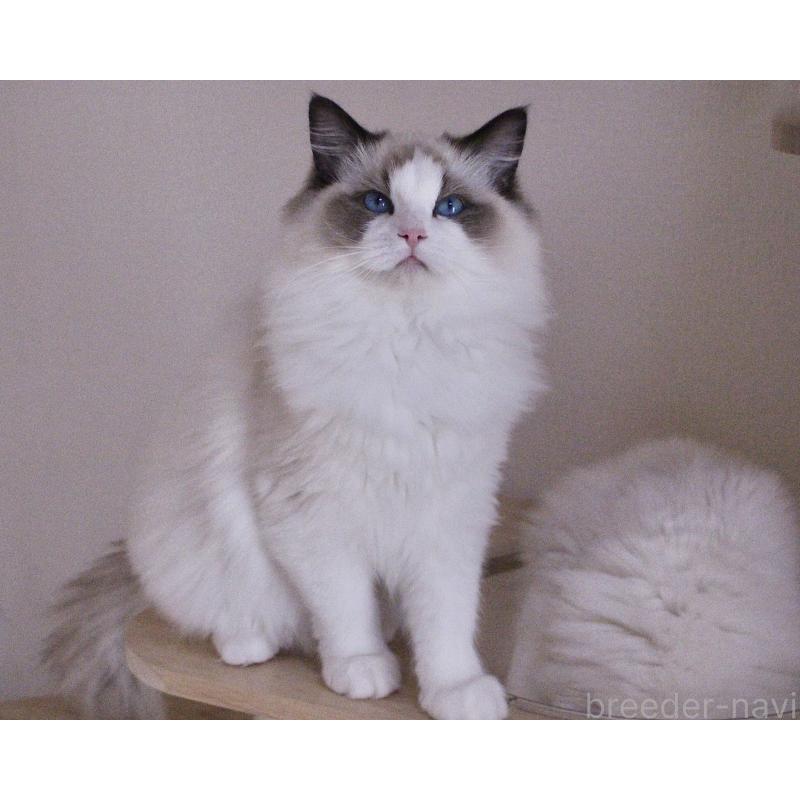 商談中の山梨県のラグドール-124577の6枚目