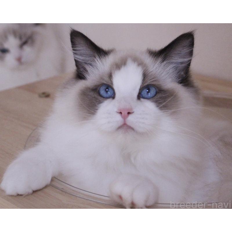 商談中の山梨県のラグドール-124577の5枚目