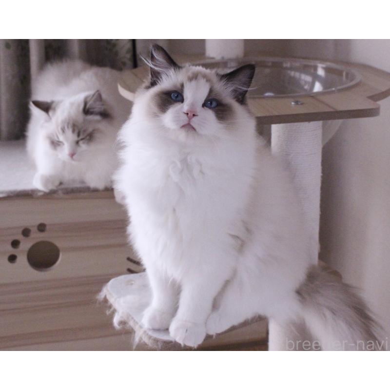 商談中の山梨県のラグドール-124577の4枚目