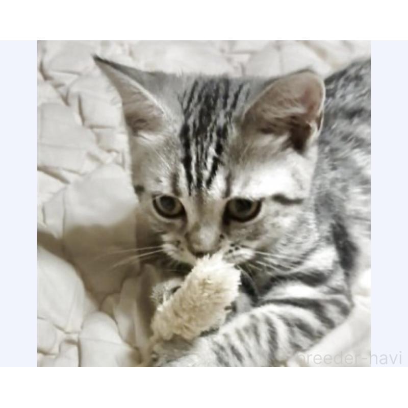 販売中の埼玉県のスコティッシュフォールド-132438の3枚目