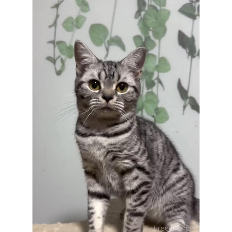 販売中の埼玉県のスコティッシュフォールド-132438の2枚目