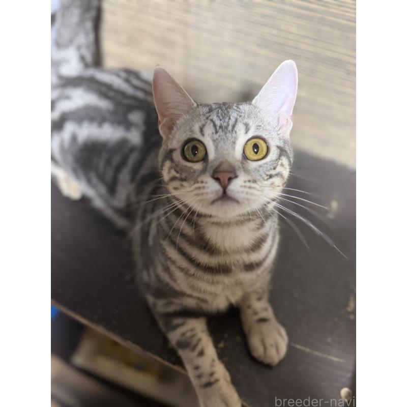 商談中の埼玉県のスコティッシュフォールド-132440の3枚目