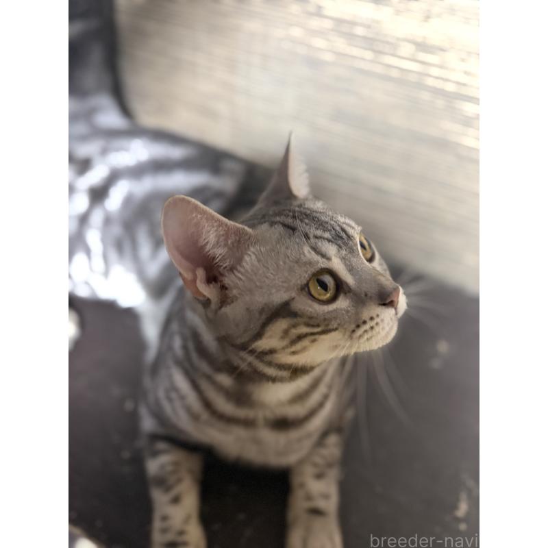 商談中の埼玉県のスコティッシュフォールド-132440の2枚目