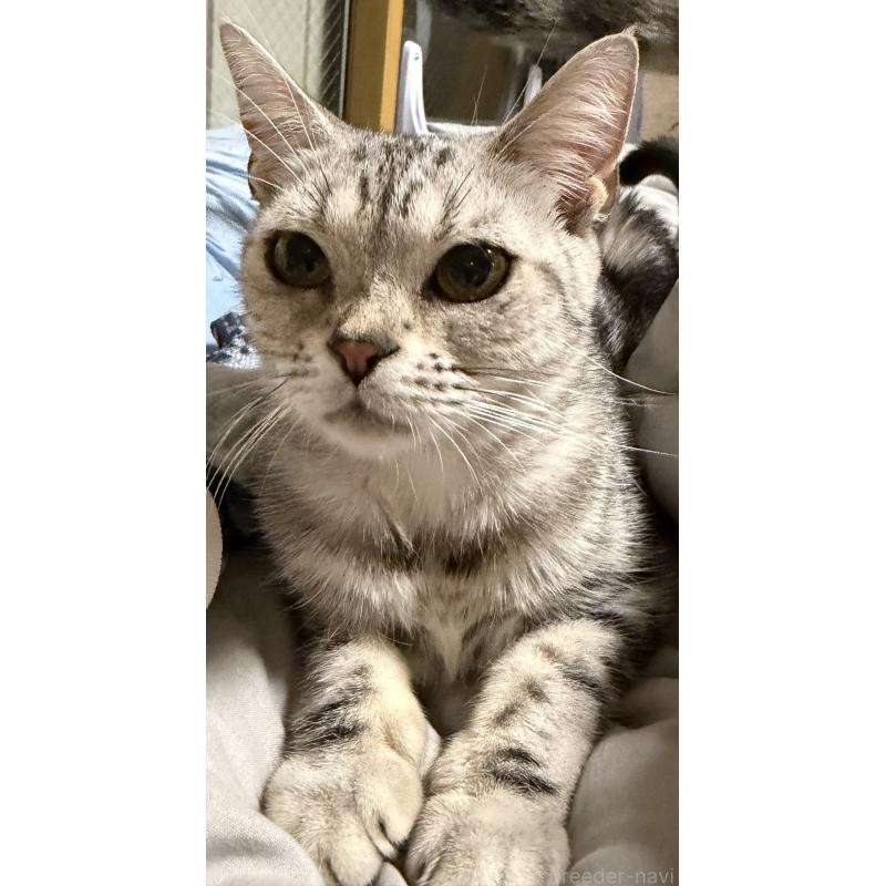 販売中の埼玉県のスコティッシュフォールド-119349の3枚目