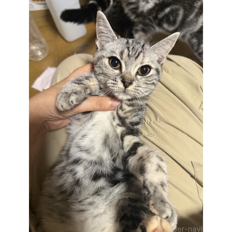 販売中の埼玉県のアメリカンショートヘア-133423の3枚目