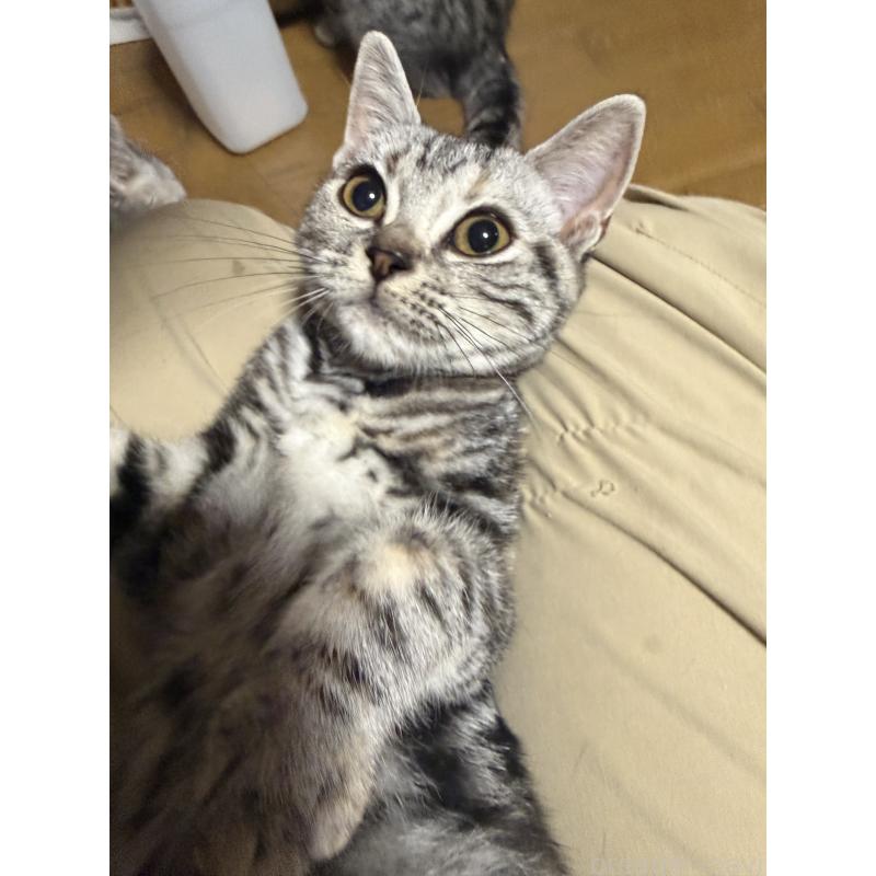 販売中の埼玉県のアメリカンショートヘア-133423の2枚目