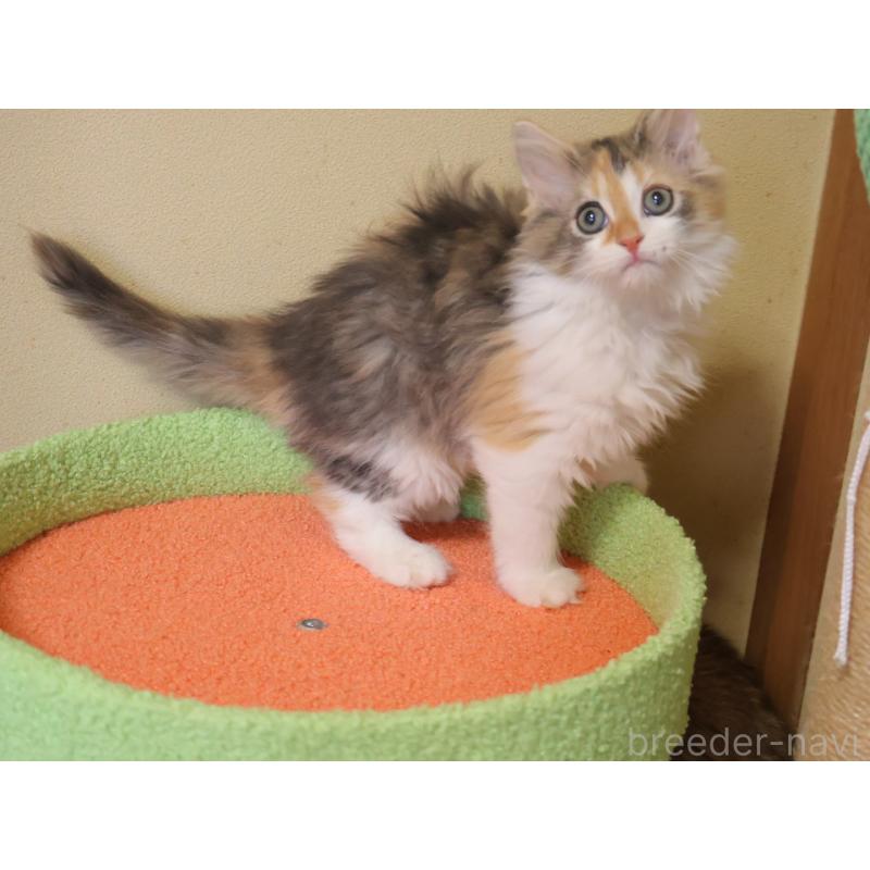 販売中の埼玉県のサイベリアン-133424の10枚目