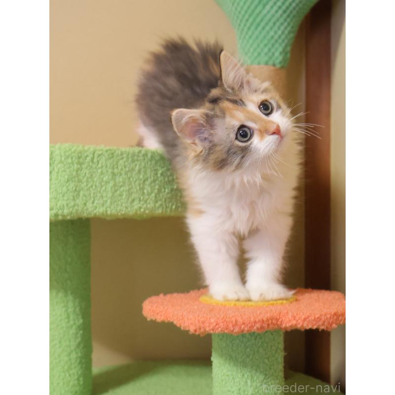 販売中の埼玉県のサイベリアン-133424