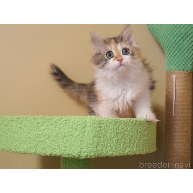 販売中の埼玉県のサイベリアン-133424の8枚目