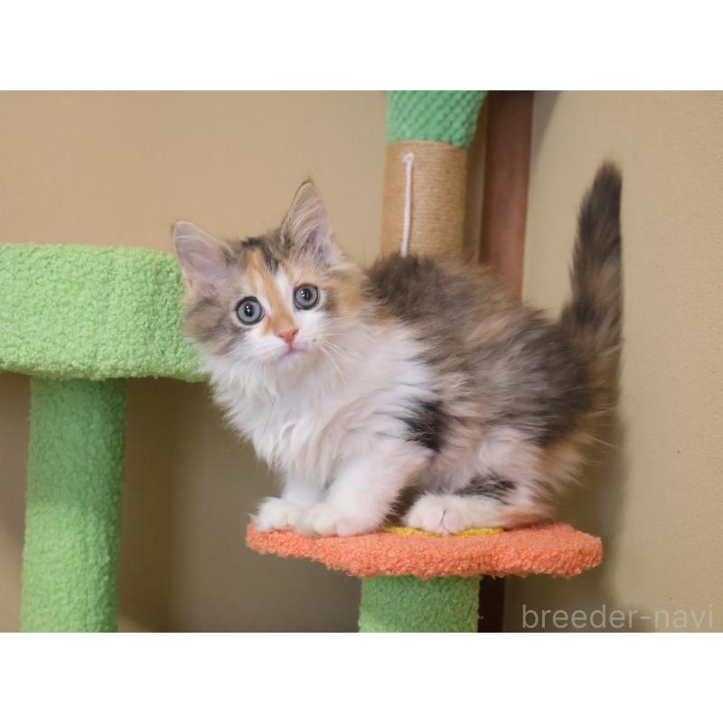 販売中の埼玉県のサイベリアン-133424の7枚目