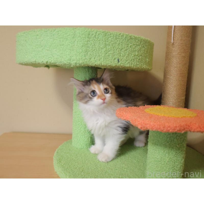 販売中の埼玉県のサイベリアン-133424の6枚目