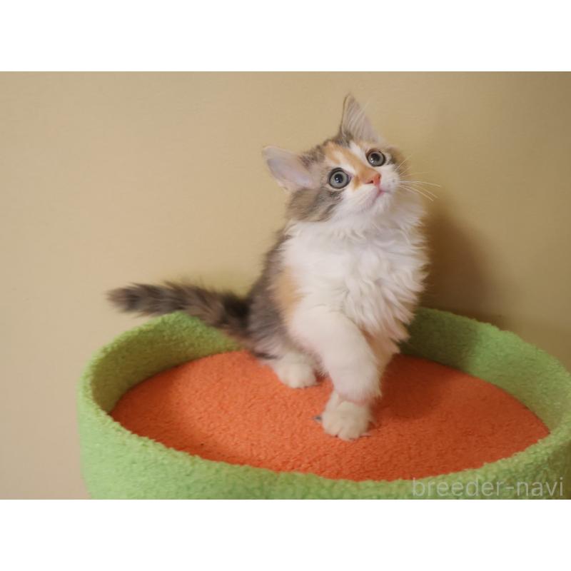 販売中の埼玉県のサイベリアン-133424の5枚目