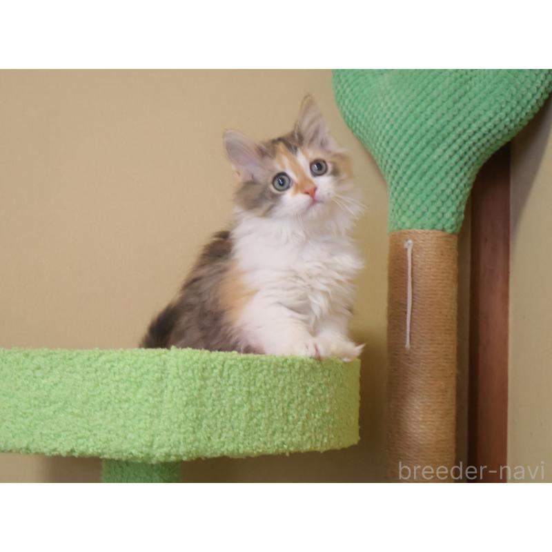 販売中の埼玉県のサイベリアン-133424の4枚目