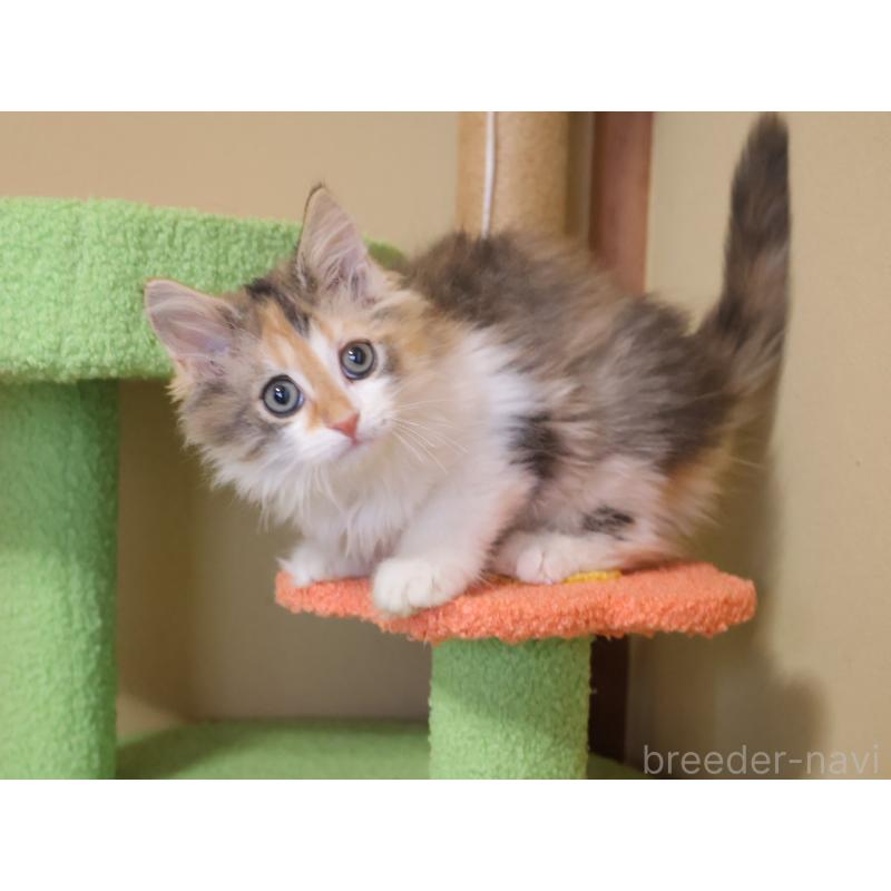 販売中の埼玉県のサイベリアン-133424の3枚目