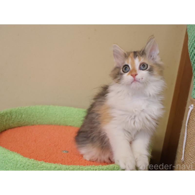 販売中の埼玉県のサイベリアン-133424の2枚目