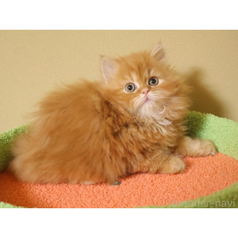 販売中の埼玉県のスコティッシュフォールド-133425の8枚目