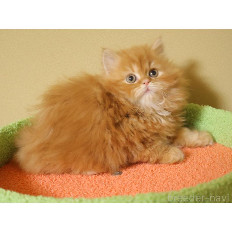 販売中の埼玉県のスコティッシュフォールド-133425の7枚目