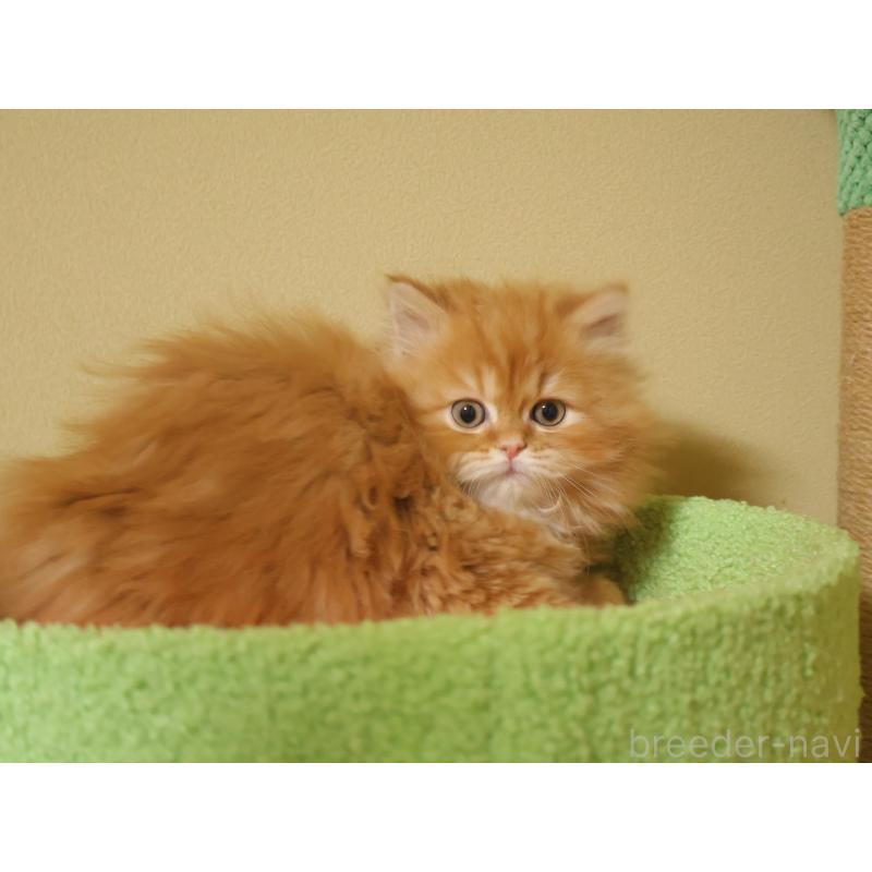 販売中の埼玉県のスコティッシュフォールド-133425の6枚目