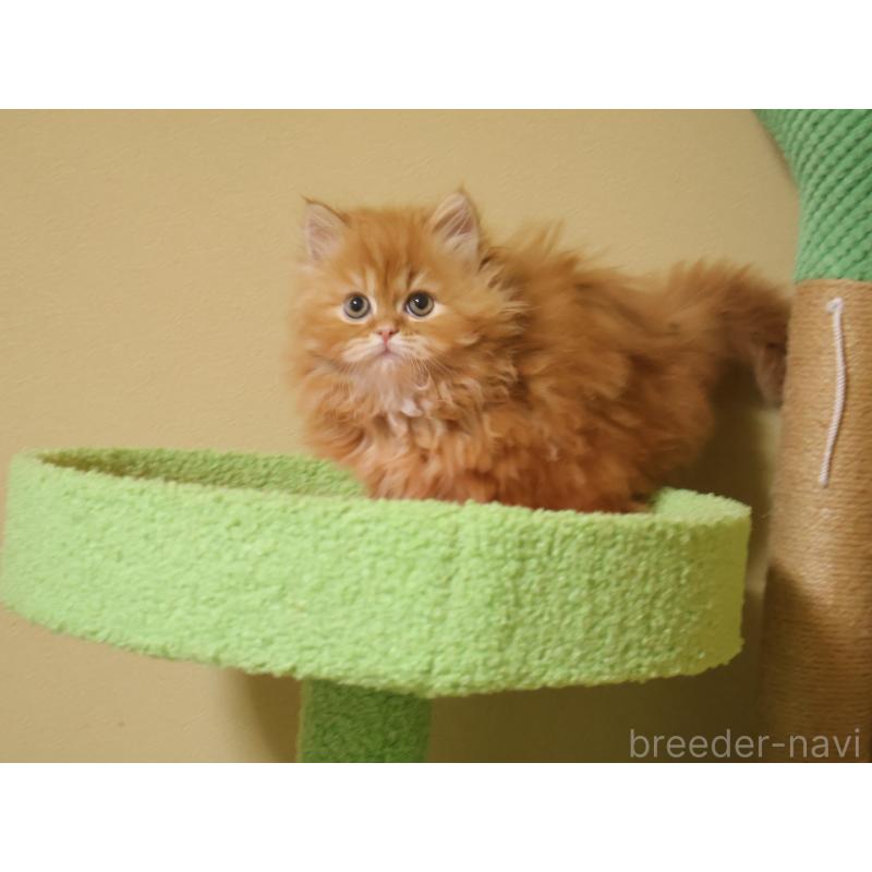 販売中の埼玉県のスコティッシュフォールド-133425の5枚目