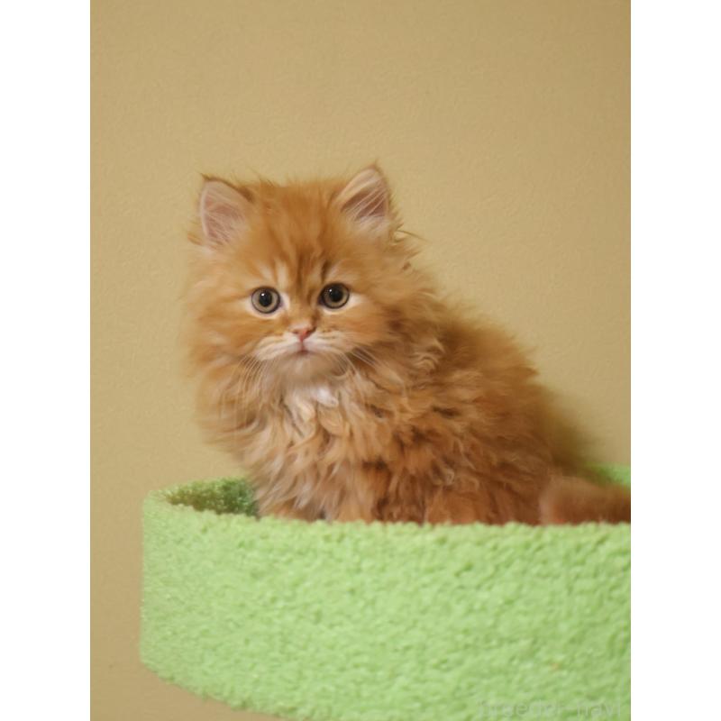 販売中の埼玉県のスコティッシュフォールド-133425の3枚目