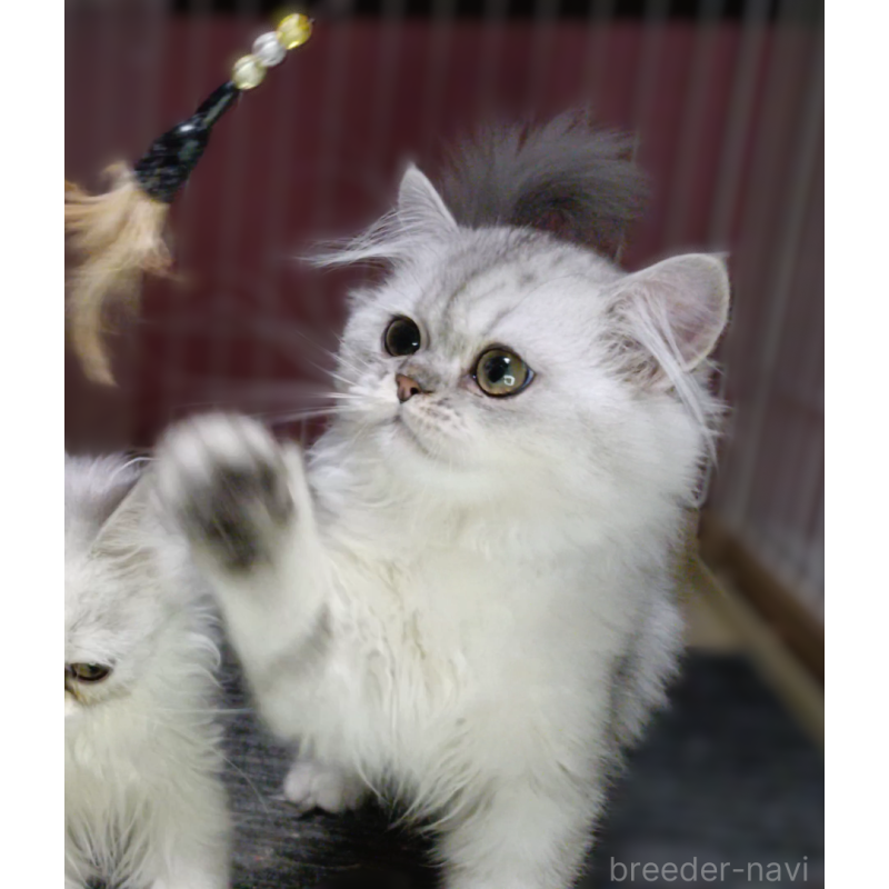 販売中の奈良県のペルシャ-131923の7枚目