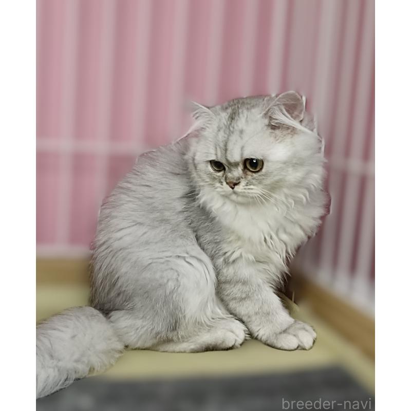 販売中の奈良県のペルシャ-131923の6枚目