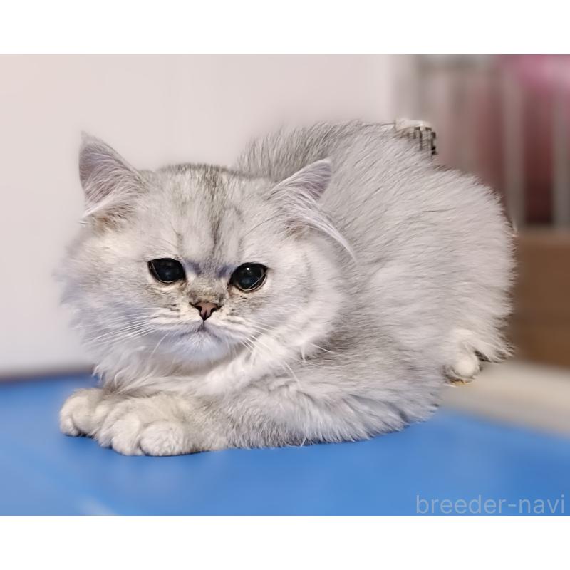 販売中の奈良県のペルシャ-131923の5枚目