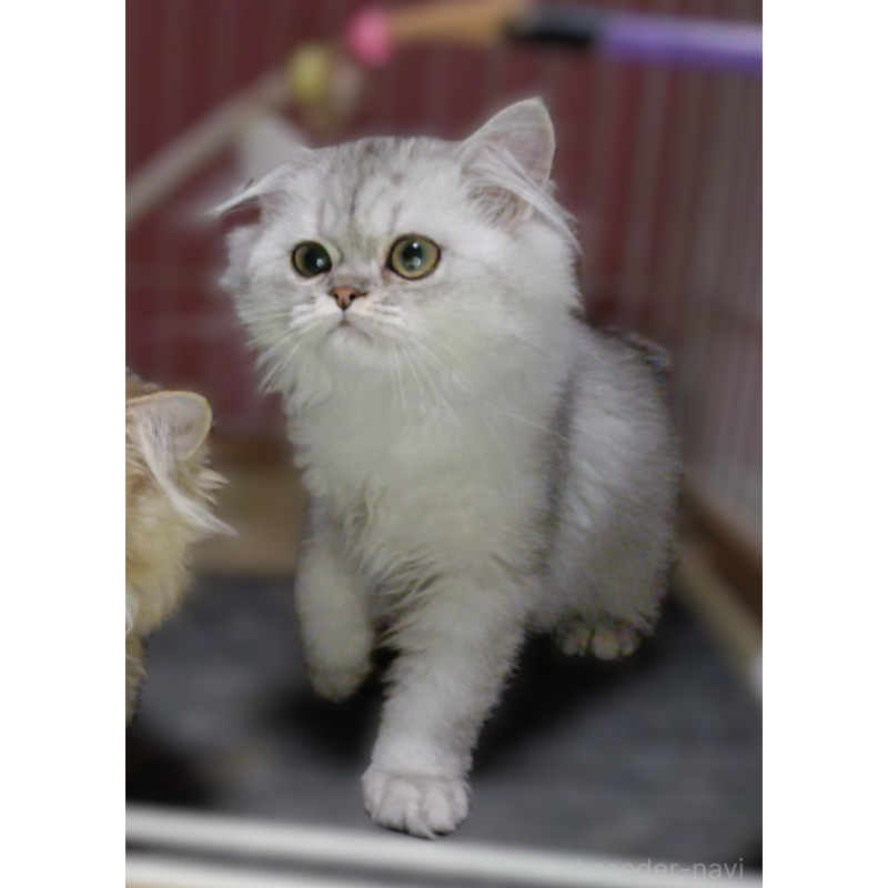 販売中の奈良県のペルシャ-131923の4枚目