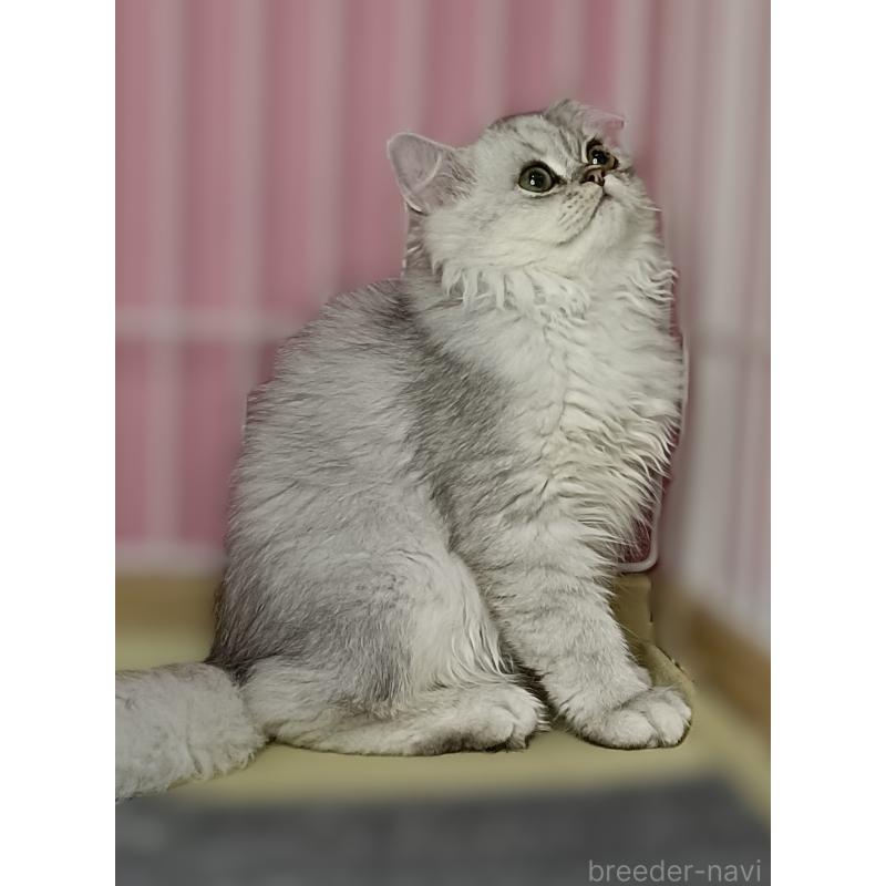 販売中の奈良県のペルシャ-131923の3枚目