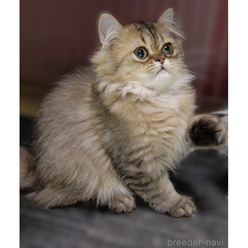 販売中の奈良県のペルシャ-131924の4枚目