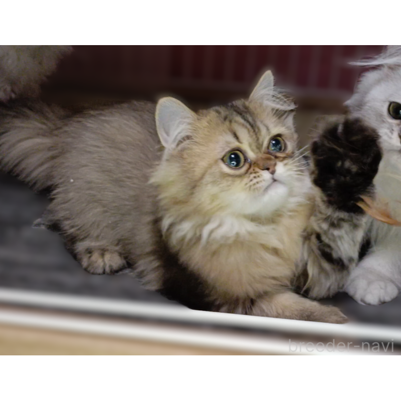 販売中の奈良県のペルシャ-131924の3枚目