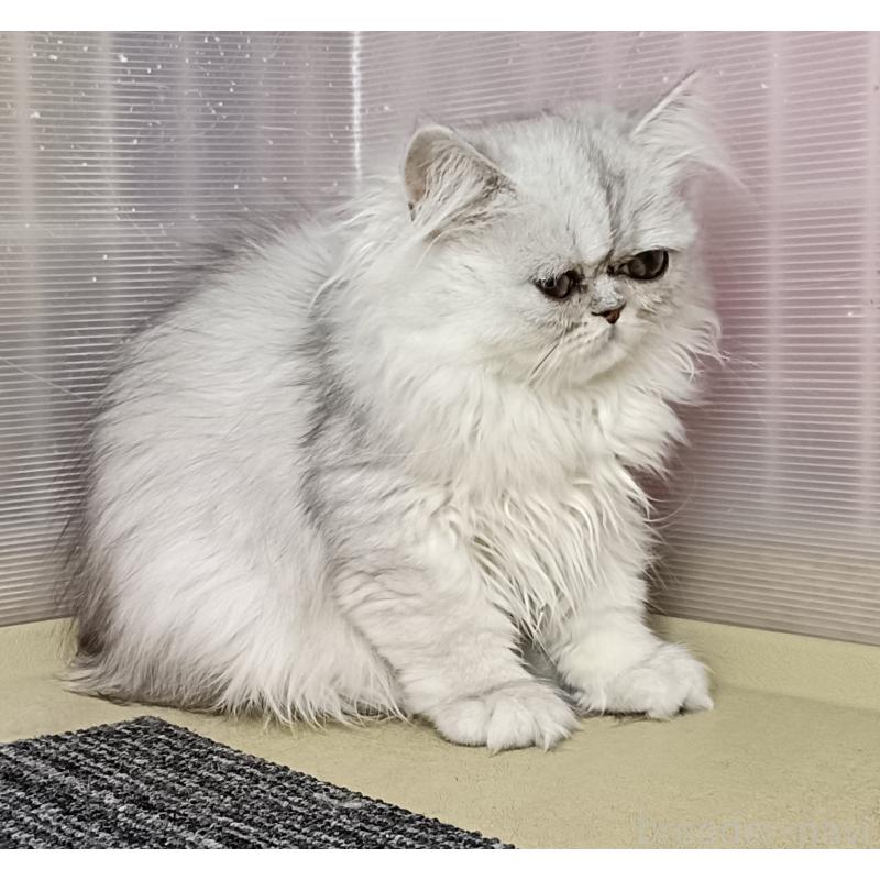 販売中の奈良県のペルシャ-131926の4枚目