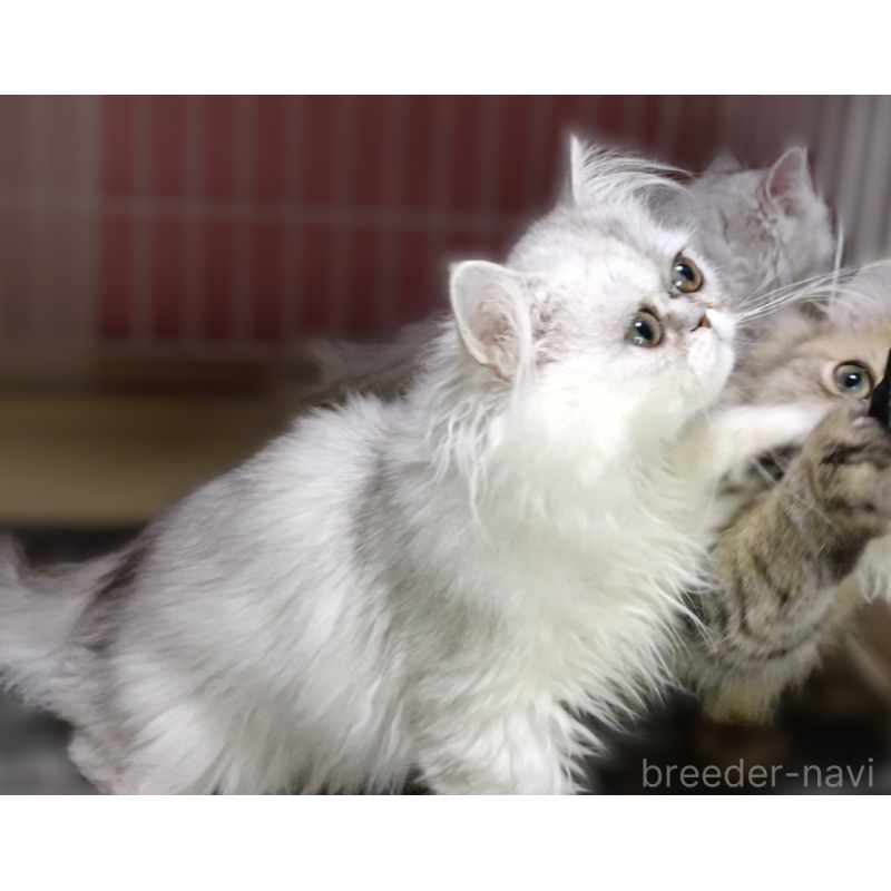 販売中の奈良県のペルシャ-131926の3枚目