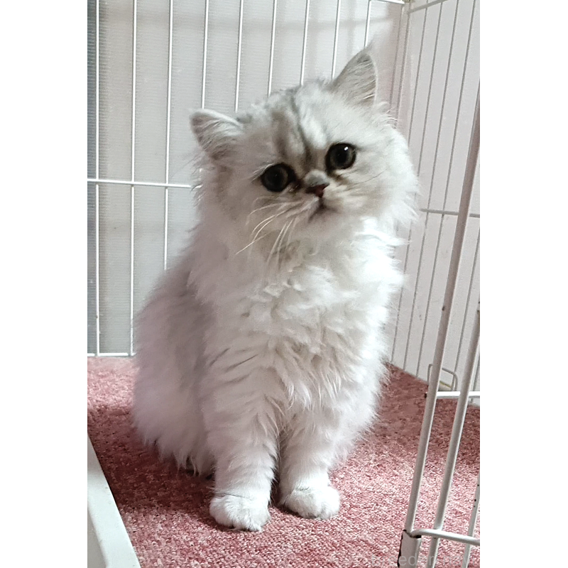 販売中の奈良県のペルシャ(チンチラ)-133427の7枚目