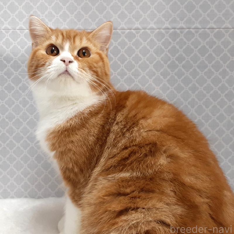 販売中の岐阜県のミヌエット-127835の5枚目