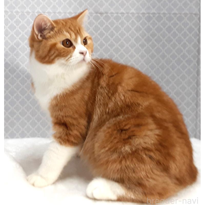 販売中の岐阜県のミヌエット-127835の4枚目