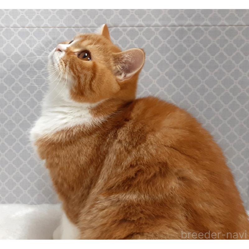 販売中の岐阜県のミヌエット-127835の3枚目