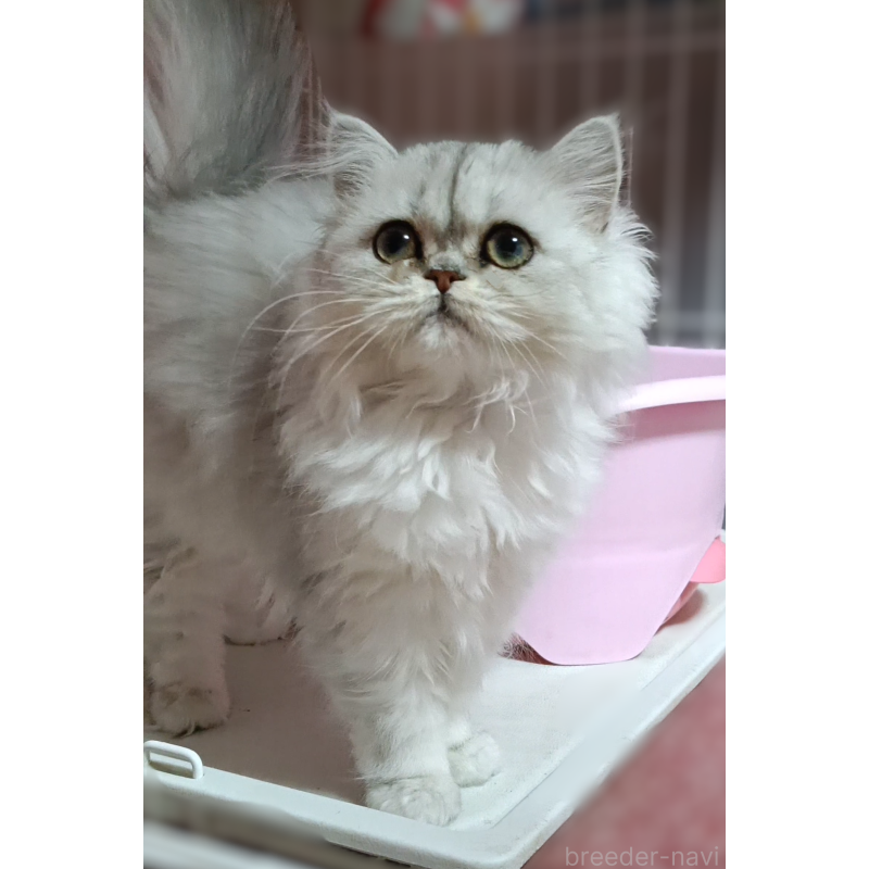 販売中の奈良県のペルシャ(チンチラ)-133427の5枚目