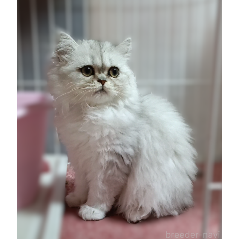 販売中の奈良県のペルシャ(チンチラ)-133427の4枚目