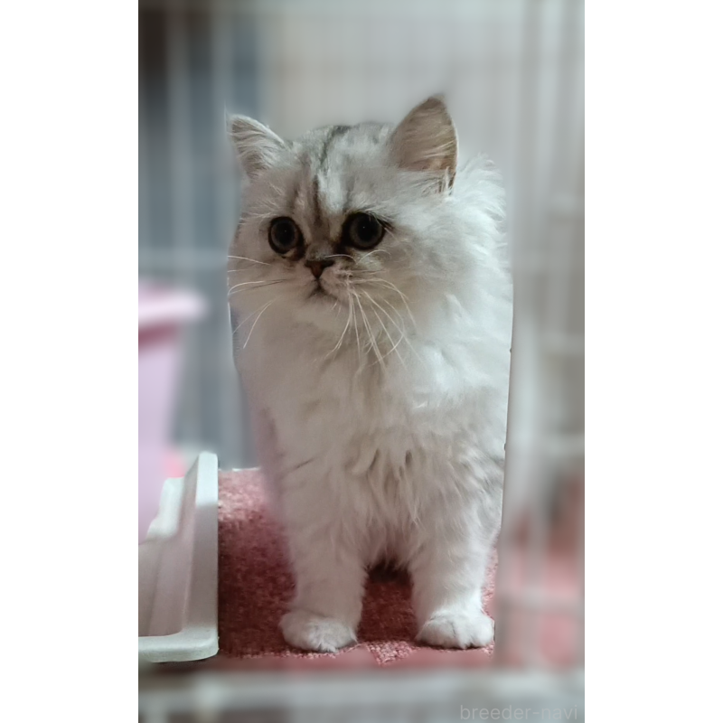 販売中の奈良県のペルシャ(チンチラ)-133427の3枚目