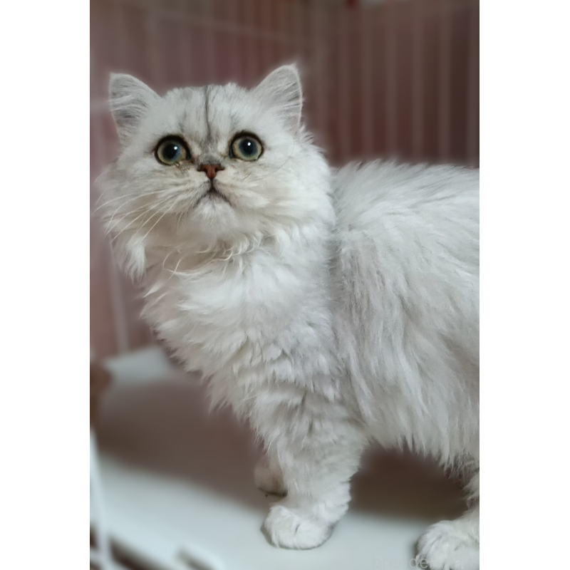 販売中の奈良県のペルシャ(チンチラ)-133427の2枚目